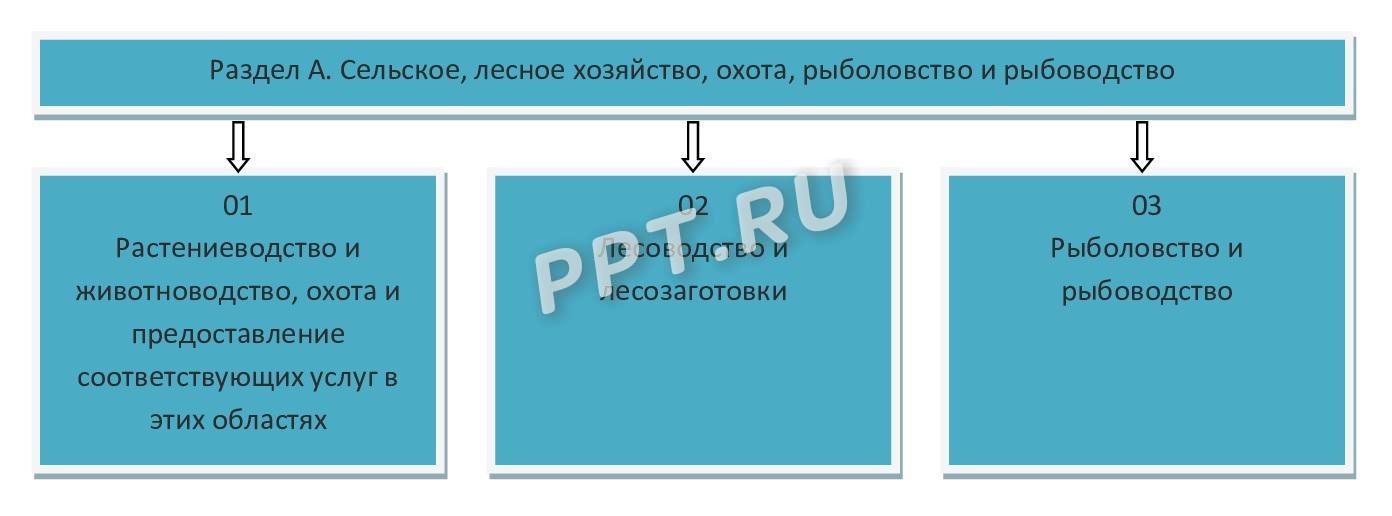 ОКВЭД на примере раздела А ОКВЭД на примере раздела А